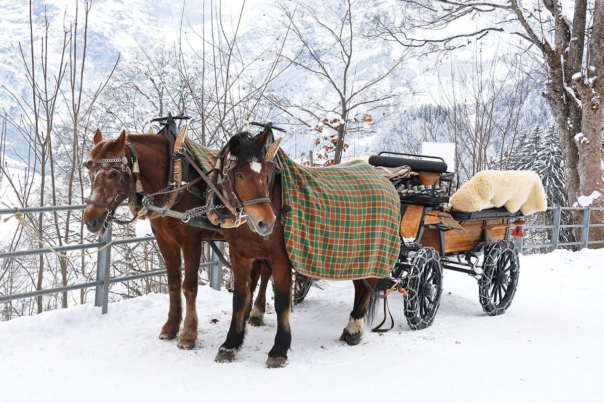 Pferdeschlittenfahrten im Winterurlaub in Forstau, Ski amadé